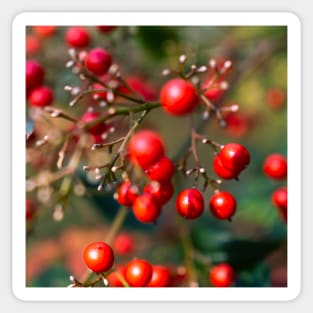 Photography - winter red berry Sticker